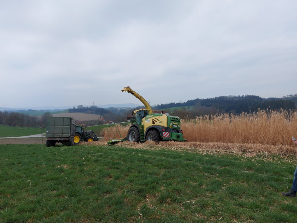 Miscanthus