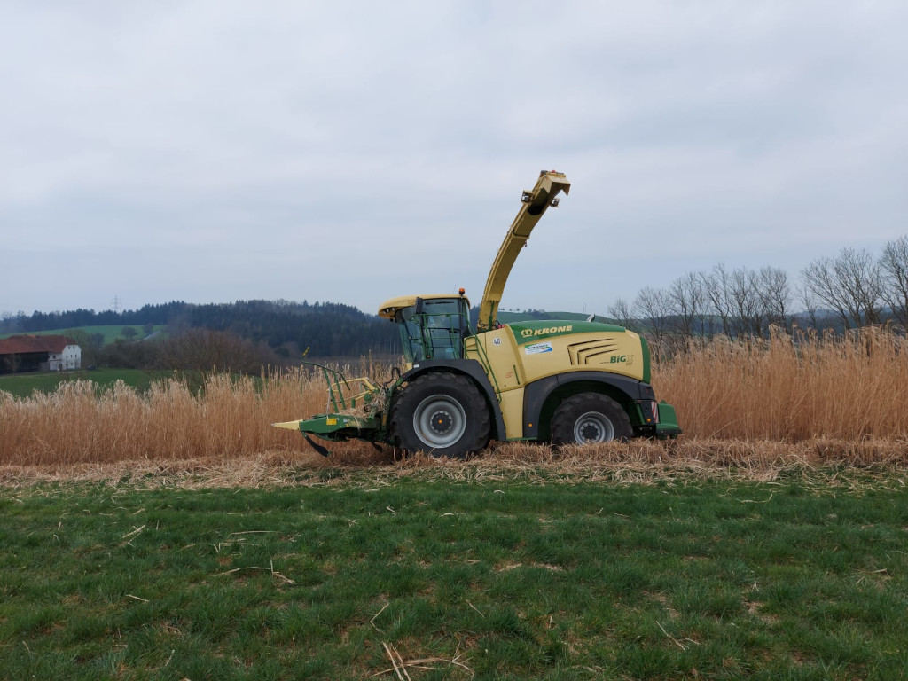Miscanthus