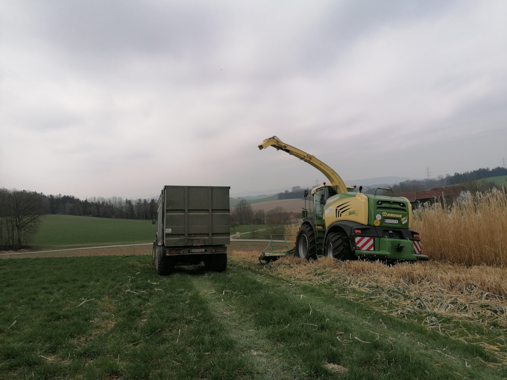 Miscanthus