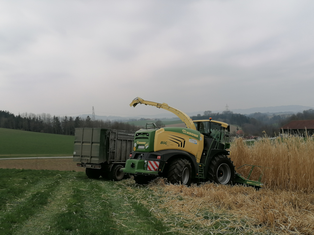 Miscanthus