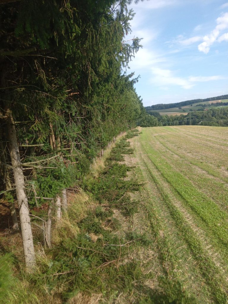 Baum-/Waldschnitt